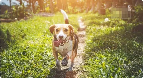 莫驚慌！家中出現這6種動物「是吉兆」千萬不要「傷害牠們」預示財神爺要來了