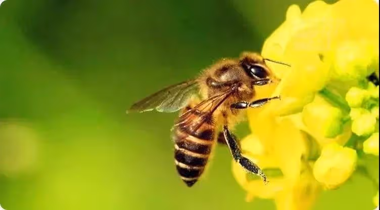 莫驚慌！家中出現這6種動物「是吉兆」千萬不要「傷害牠們」預示財神爺要來了