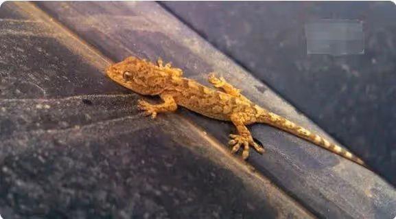 莫驚慌！家中出現這6種動物「是吉兆」千萬不要「傷害牠們」預示財神爺要來了