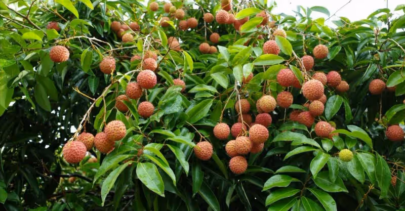 小叔子來摘荔枝，300斤荔枝我要1500元，他卻罵我沒把他當家人