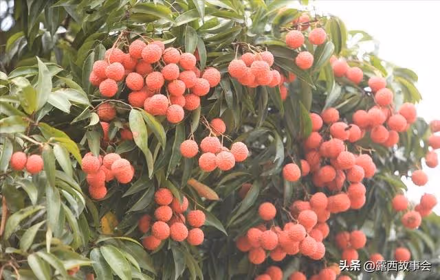 小叔子來摘荔枝,300斤荔枝我要1500元,他卻罵我沒把他當家人