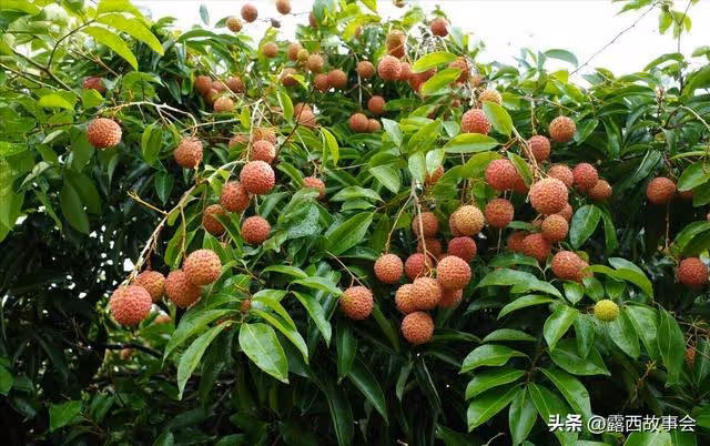 小叔子來摘荔枝,300斤荔枝我要1500元,他卻罵我沒把他當家人