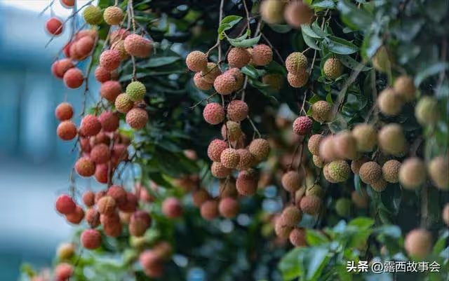 小叔子來摘荔枝,300斤荔枝我要1500元,他卻罵我沒把他當家人