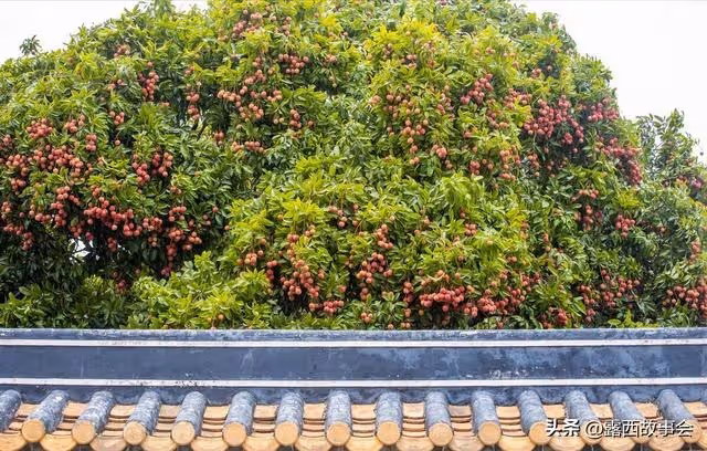 小叔子來摘荔枝,300斤荔枝我要1500元,他卻罵我沒把他當家人