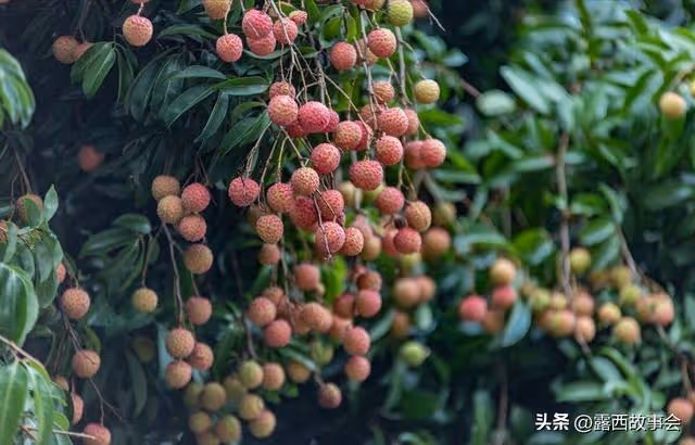 小叔子來摘荔枝,300斤荔枝我要1500元,他卻罵我沒把他當家人