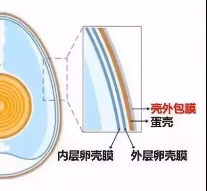 雞蛋這樣放冰箱,秒變毒蛋,10個家庭9個錯,現在知道還不晚!
