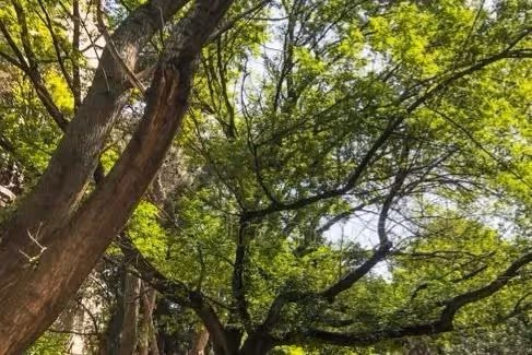 大伯和父親爭幾棵樹大鬧一場,多年不來往,那天父親接到一個電話