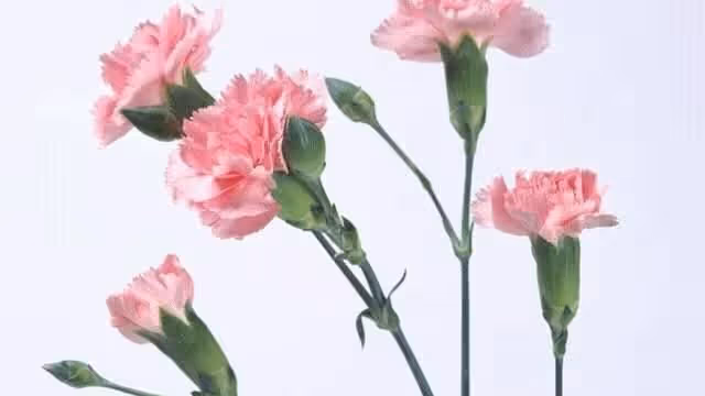 住大兒媳家養老,小兒媳生子,婆婆給5萬,大兒媳直接把婆婆送走