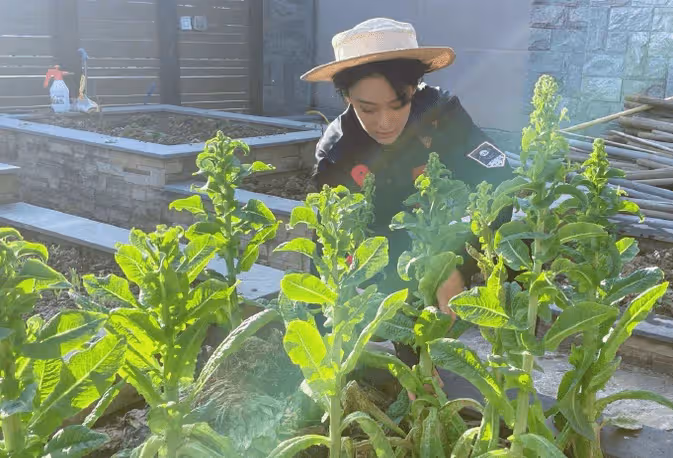 張馨予嫁人後點亮新技能，化身種菜小能手，豪宅花園變菜園