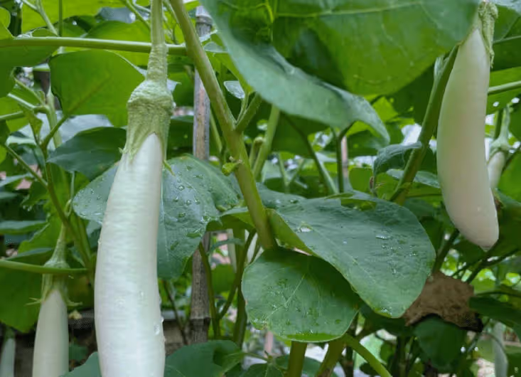 張馨予嫁人後點亮新技能，化身種菜小能手，豪宅花園變菜園