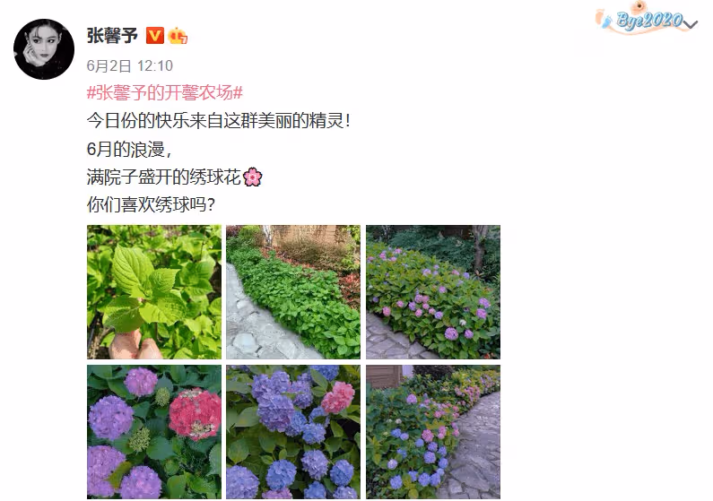 張馨予嫁人後點亮新技能,化身種菜小能手,豪宅花園變菜園