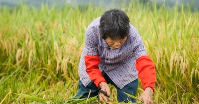 我58歲，給小兒媳帶孩子，每月工資2000元，大兒媳勃然大怒