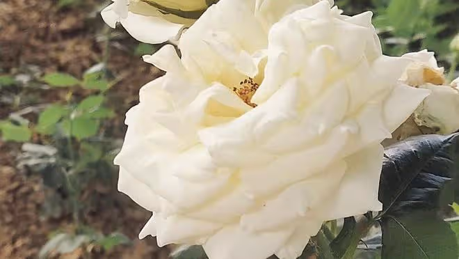 婆婆一心只想留住心愛的小兒媳,各種算計,卻讓兩個兒子都離了婚