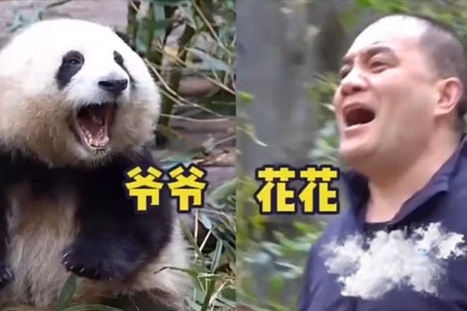 網紅飼養員「發箍奶爸」被曝睡粉,女方懷孕找不到人,引更多爆料