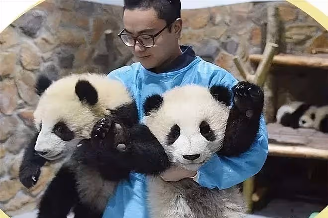 網紅飼養員「發箍奶爸」被曝睡粉,女方懷孕找不到人,引更多爆料