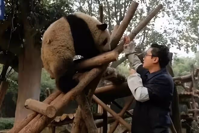 網紅飼養員「發箍奶爸」被曝睡粉,女方懷孕找不到人,引更多爆料