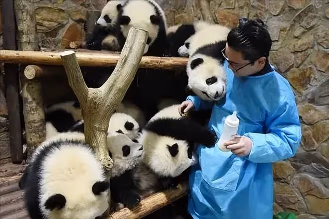 網紅飼養員「發箍奶爸」被曝睡粉,女方懷孕找不到人,引更多爆料