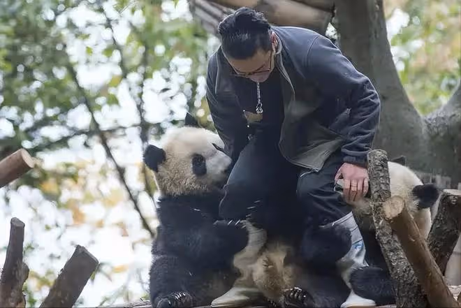 網紅飼養員「發箍奶爸」被曝睡粉,女方懷孕找不到人,引更多爆料