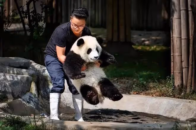 網紅飼養員「發箍奶爸」被曝睡粉,女方懷孕找不到人,引更多爆料