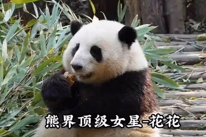 網紅飼養員「發箍奶爸」被曝睡粉,女方懷孕找不到人,引更多爆料