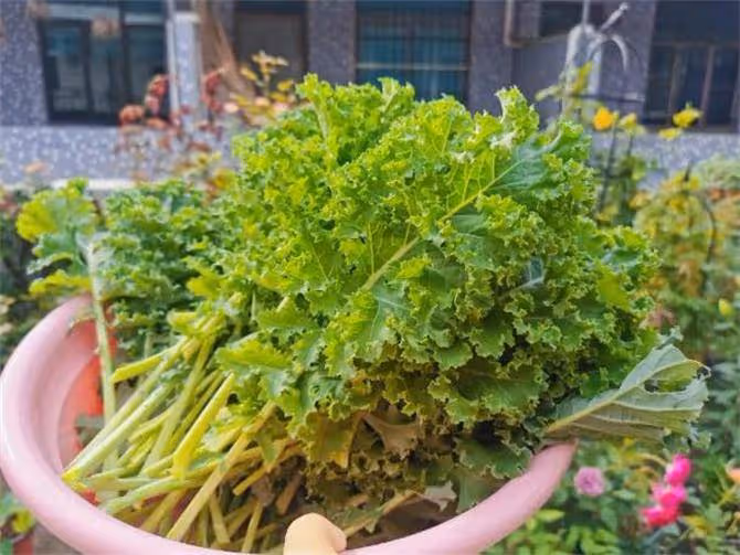 羽衣甘藍的最佳吃法是什麼？如何把羽衣甘藍做的好吃又爽口？