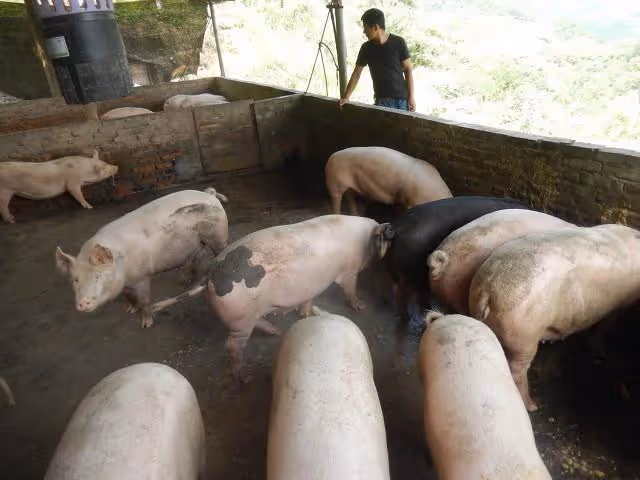 河南6旬老伯賣豬掙了2萬塊，沒捂熱就被兒子要走1萬八，聽他咋說