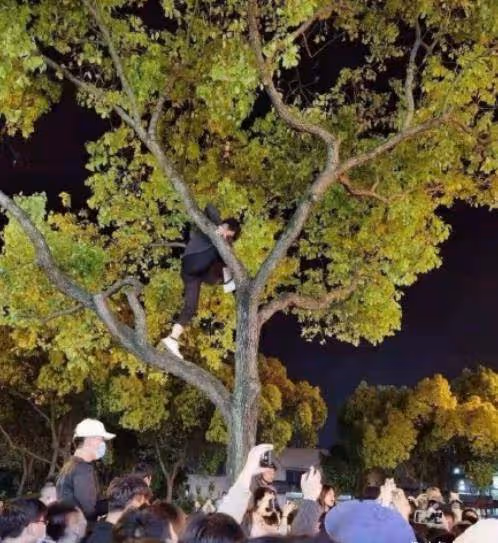 楊冪拍戲引發路人圍觀,穿兩萬黑短裙秀長腿,粉絲大膽爬樹拍照