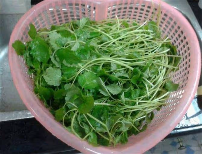 喝了益母草水,沒有起到作用?可能是沒有掌握正確的煮法和喝法