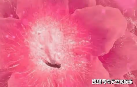 《長相思》馨悅為什麼要殺小夭？《長相思》馨悅殺小夭是要嫁禍給誰？