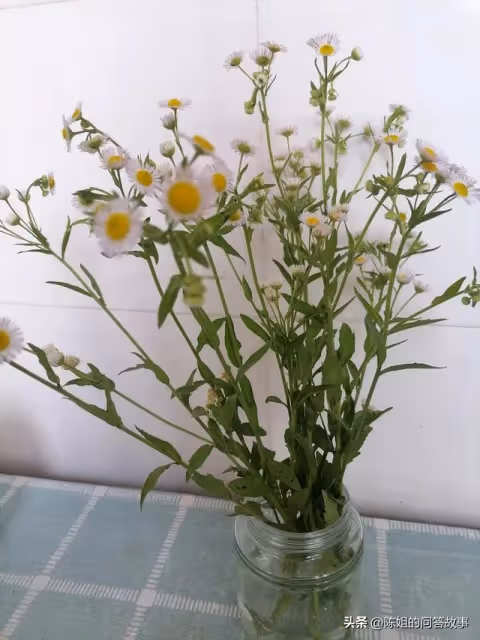 入贅30年,兒子隨母姓,卻不料孫子跟爺姓,她:你清明上墳有底氣