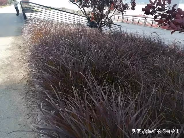 入贅30年,兒子隨母姓,卻不料孫子跟爺姓,她:你清明上墳有底氣