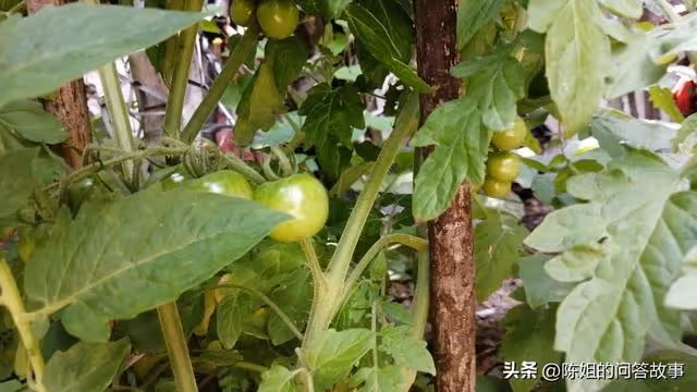 入贅30年,兒子隨母姓,卻不料孫子跟爺姓,她:你清明上墳有底氣