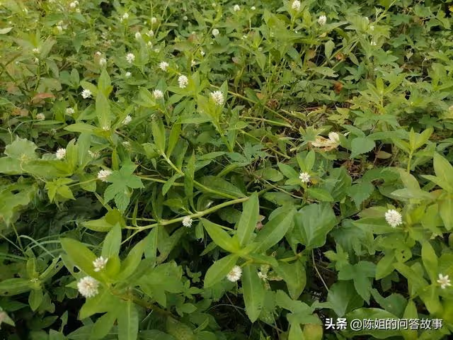 入贅30年,兒子隨母姓,卻不料孫子跟爺姓,她:你清明上墳有底氣