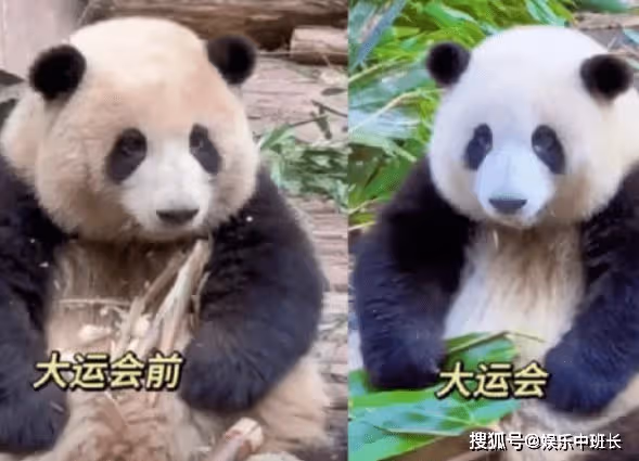 花花洗澡全國人民都知道了,熊貓能經常洗澡嗎?