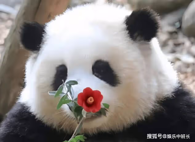 花花洗澡全國人民都知道了,熊貓能經常洗澡嗎?