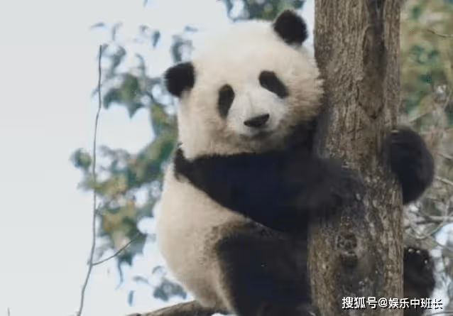 花花洗澡全國人民都知道了,熊貓能經常洗澡嗎?