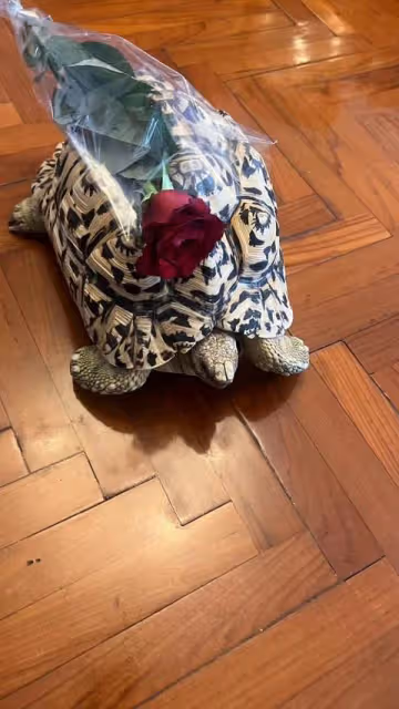 「爺孫戀」小女友秀恩愛,用烏龜駝著玫瑰花,72歲李龍基露出笑容
