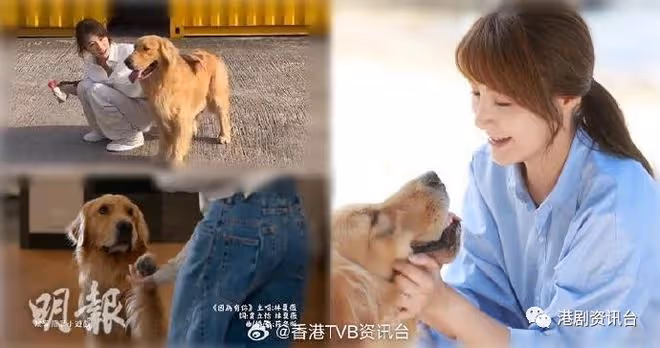 《寵愛Pet Pet》今晚首播!林夏薇自爆遭劇中愛犬搶戲