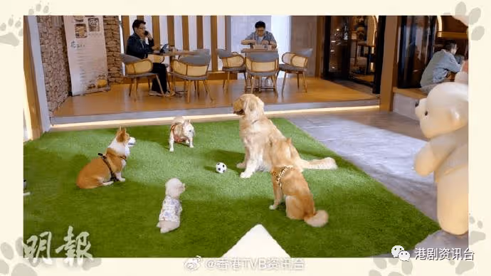 寵愛Pet Pet|林夏薇變身髮型師 周嘉洛慘被噴到全臉水