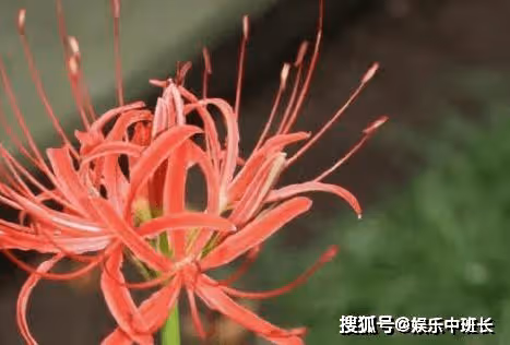 《蓮花樓》李蓮花為什麼不吃忘川花？李蓮花紅衣回歸在第幾集？