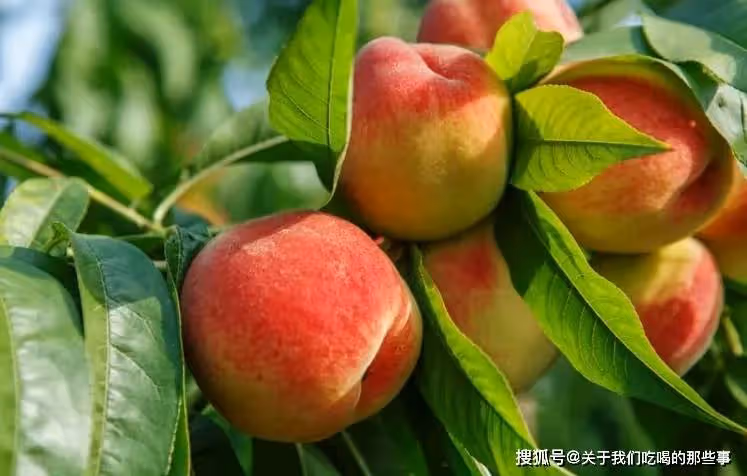 買桃子,有人挑大的,有人選紅的?老果農:都不對,教你正確方法