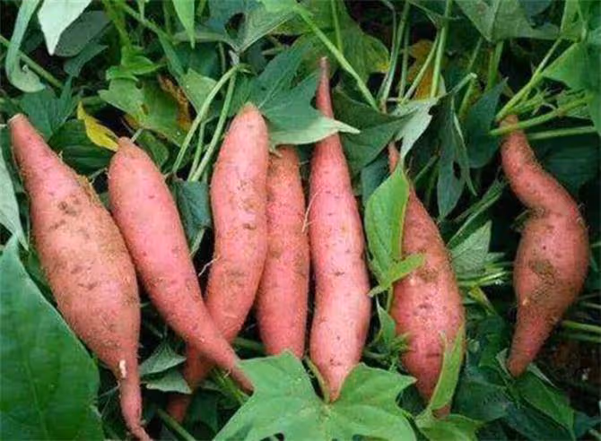 蔬菜中被稱為「長壽菜」的是什麼,你知道嗎?都有什麼好處?