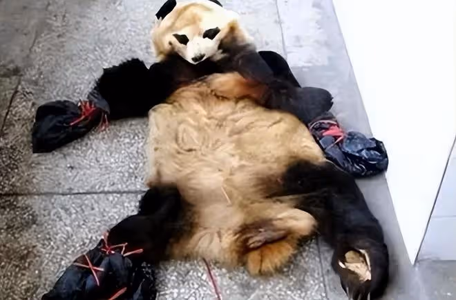 2014年自家山羊被野獸咬死，雲南兄弟報復國寶，結果怎麼樣了