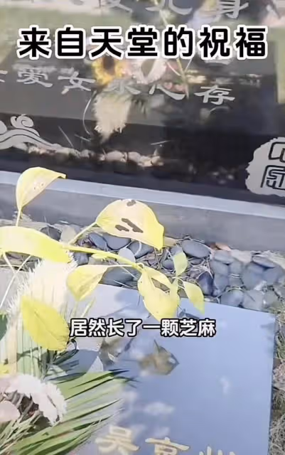盛海琳帶雙胎女兒給丈夫掃墓，墳頭長出一棵芝麻樹，寓意引人落淚