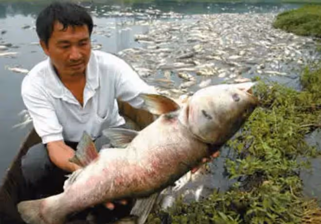 2008年湖北男子被發小出賣破產,3年後他靠一條天價魚狂賺一個億