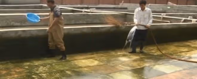 2008年湖北男子被發小出賣破產,3年後他靠一條天價魚狂賺一個億