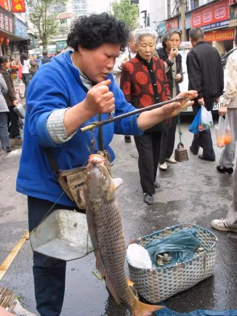 2008年湖北男子被發小出賣破產,3年後他靠一條天價魚狂賺一個億