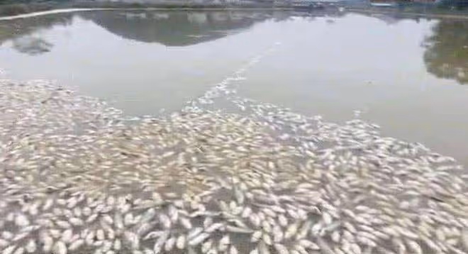 2008年湖北男子被發小出賣破產,3年後他靠一條天價魚狂賺一個億
