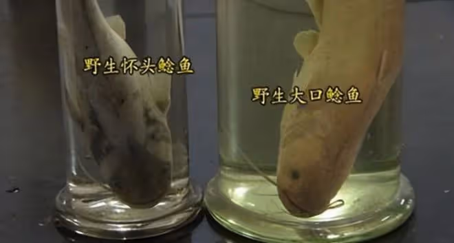 2008年湖北男子被發小出賣破產,3年後他靠一條天價魚狂賺一個億
