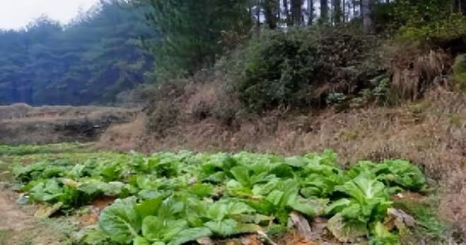 回顧懷孕妻子被4人玷污8小時,丈夫門口目睹全程,後被殺拋屍山洞